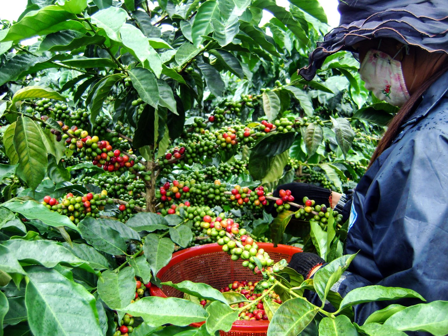 Việt Nam Specialty Coffee